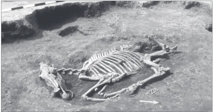 Fig. 1 Sopron-Krautacker, burial nr. 228. The unearthed horse burial from the East (Jerem 1998, 324 Fig