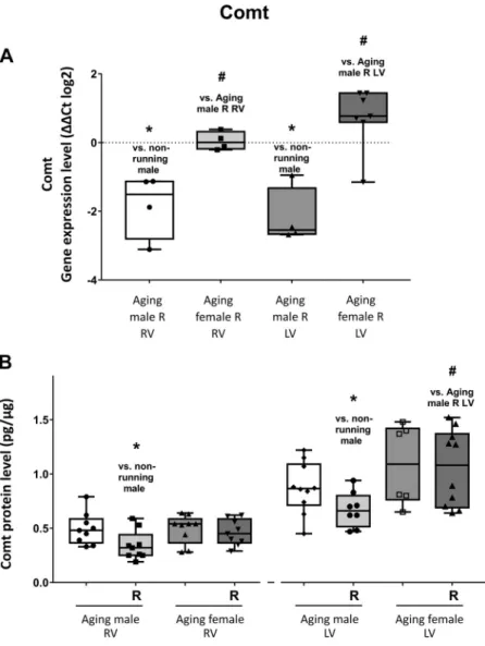 Figure 3. A: the effects of a 12-wk-long voluntary exercise on Comt gene expression in the right and left ventricles of the heart, evaluated by RT-PCR (Comt; change in relative gene expression ratios are shown as DD CT values (log2)).