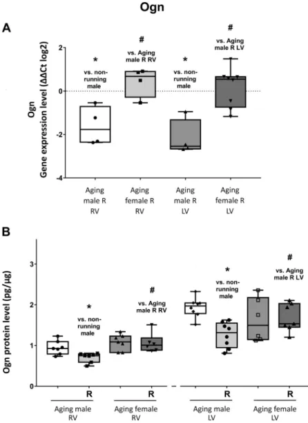 Figure 4 A shows that cardiac Ogn expression was signi ﬁ - -cantly suppressed in male running group due to the  12-wk-long exercise training