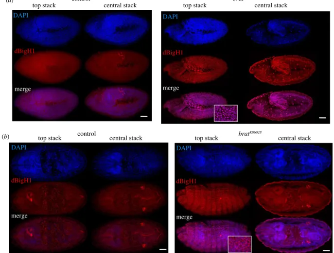 Figure 8. Brat regulates dBigH1 silencing in embryos. Immunostainings with α dBigH1 antibodies (in red) of control wt and homozygous brat K06028 embryos at gastrula stages 9 (a) and 15 (b)
