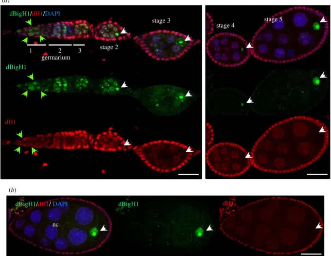 Figure 3. The pattern of expression of somatic dH1 in Drosophila ovaries. (a) Immunostainings with α dBigH1 (in green) and α dH1 (in red)