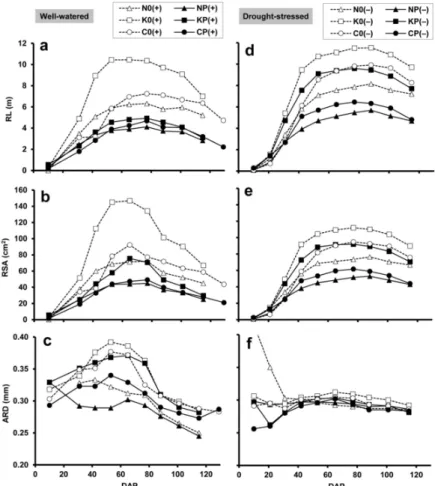 Figure 2. (a,d) Root length (RL), (b,e) root surface area (RSA) and (c,f) average root diameter (ARD),  obtained by minirhizotron image analysis, in relation to plant age (DAP: days after planting) under 