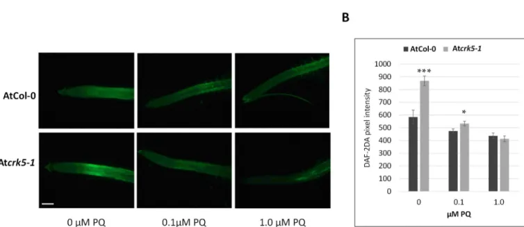 Figure 9. Detection of NO in wild type and mutant vertically grown Arabidopsis root apices without and with PQ treat- treat-ment  (0.1  or  1  µM)