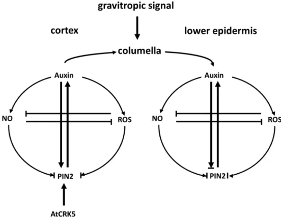 Figure 10. Hypothetical model integrating the current knowledge about the role of auxin, NO, ROS,  and AtCRK5 kinase in the root gravitropic response in Arabidopsis