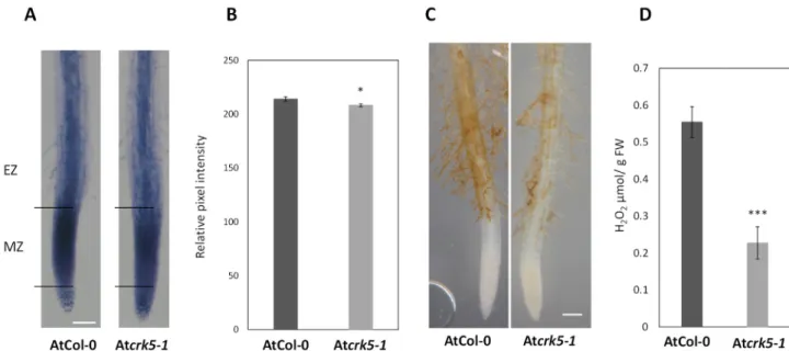 Figure 1. Histochemical staining of ROS in the Arabidopsis roots. (A) Superoxide anion staining by nitrosotetrazolium blue  (NBT) in the wild type (AtCol-0) and the mutant (Atcrk5-1)