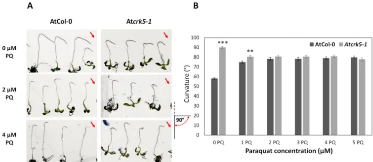 Figure 2. Effects of PQ on root gravitropic response. (A) Seedlings were grown vertically for 5 days, then they were trans- trans-ferred into media containing different PQ concentrations and were immediately rotated by −135°