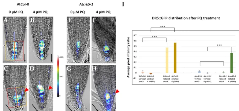 Figure 4. Fluorescence intensity heat maps of DR5::GFP signals in root tips. Activity of the auxin-induced DR5::GFP re- re-porter in the 6-day-old wild type (AtCol-0; A–D) and mutant (Atcrk5-1;E–H) roots during vertical growth (A,B,E,F) or  after gravistim