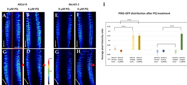 Figure 6. PQ treatment restores the distribution of the PIN2-GFP signal in Atcrk5-1 Arabidopsis root meristems during  gravistimulation