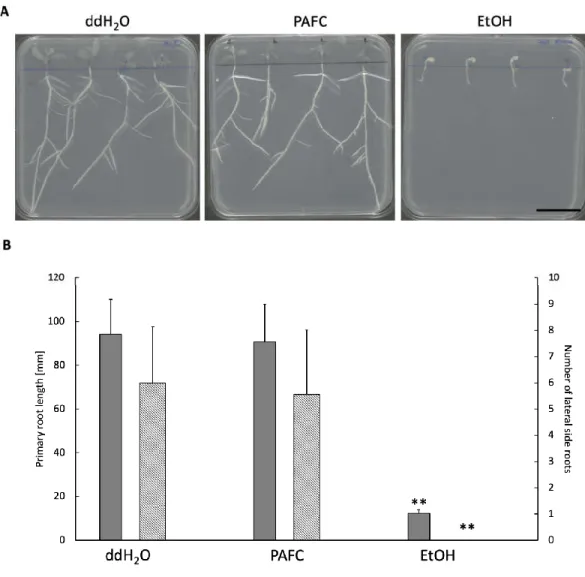 Figure 8. Vegetative growth and root development of Medicago truncatula A-17. (A) Morphology of plant seedlings and  (B) primary root length (gray bars) and number of lateral roots (hatched bars) after daily treatment with 1 mg mL −1  of  PAFC  for  10  da