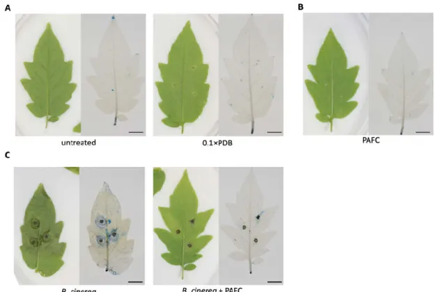 Figure 9. PAFC tolerance of tomato plant leaves and protective effect of PAFC against B