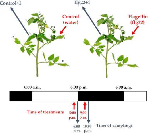 Figure 6. Experimental setup of flg22 treatments and time of samplings in intact tomato plants