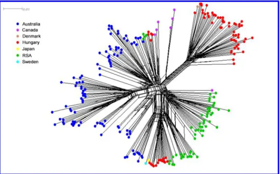 Fig. 5. Neighbor-net phylogenetic network based on DArTseq™ data for Pyrenophora teres f