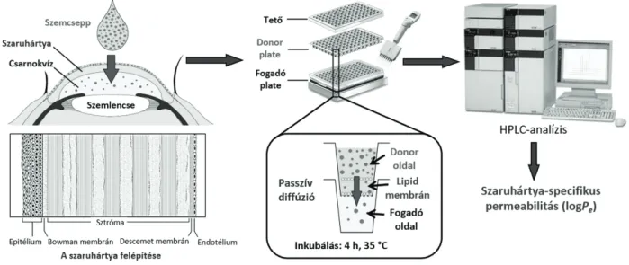 7. ábra. A szaruhártya permeabilitás meghatározásának folyamatábrája az in vitro PAMPA rendszerben