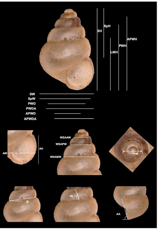 Figure 2. Shell measurements used in the description of the species.