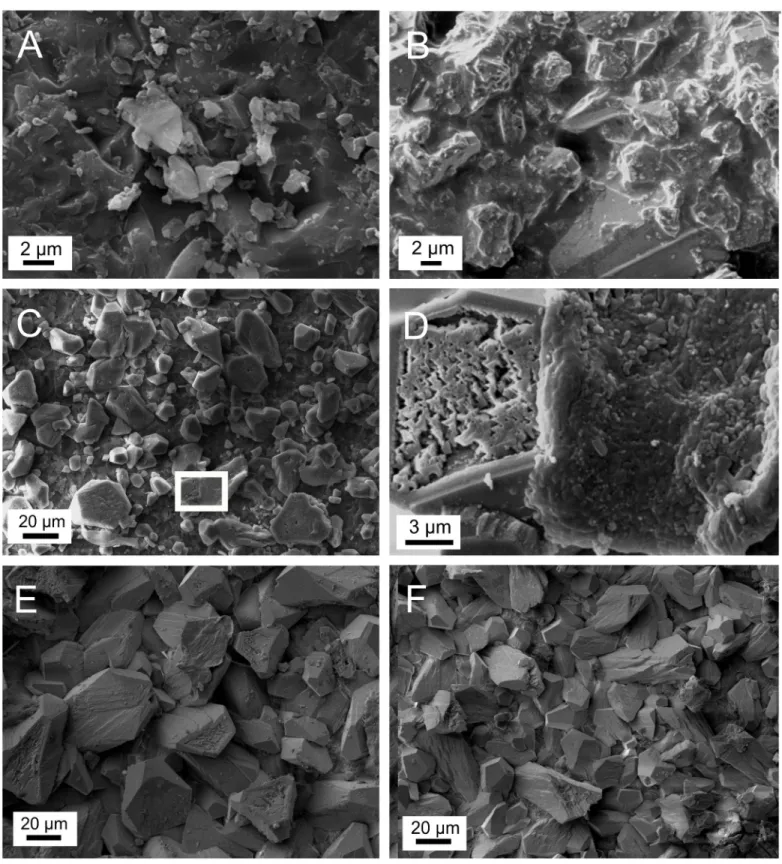 Fig 4. Scanning electron microscopic pictures of carbonates precipitated on glass plates