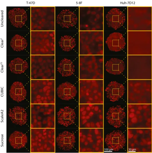 Fig. 2.  Comparison of the optical clearing protocols on nuclei-labeled ﬂuorescence images, showing the middle region  of  the  spheroids