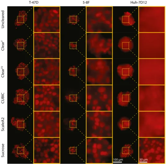 Fig. 3. Comparison of the optical clearing protocols on nuclei-labeled ﬂuorescence images, showing the bottom region  of the spheroids