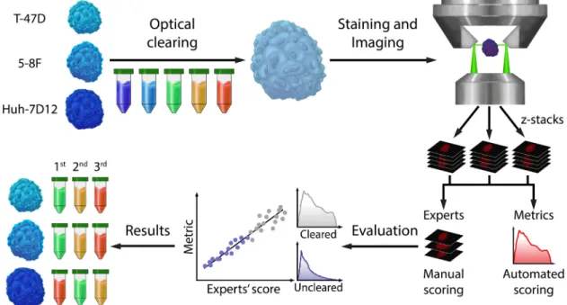 Fig. 1. Representation of the 3D pipeline summarizing the concept of our experiments. Spheroids from T-47D, 5-8F, and Huh-7D12 cell lines with a similar size range (approx.