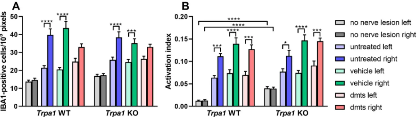 Figure 5. TRPA1-dependent relief of traumatic mononeuropathy by DMTS is not mediated by IBA1-positive cells of the  spinal cord dorsal horn