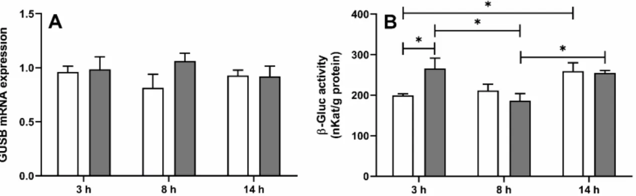 Figure 1. Mean  (±SEM)  relative  mRNA  expression  of β-glucuronidase gene (GUSB) (A) and β-glucuronidase (β-Gluc)  activity (B) in the choroid plexus in ewes euthanized 3 h (11:00 a.m., n = 8), 8 h (4:00 p.m., n = 8) and 14 h (10:00 p.m., n =  8) after s