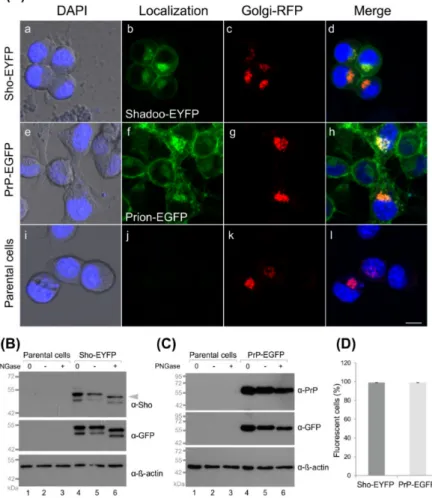 Figure 2. Fluorescent protein-tagged Shadoo and prion proteins are expressed correctly in the stable N2a cells developed