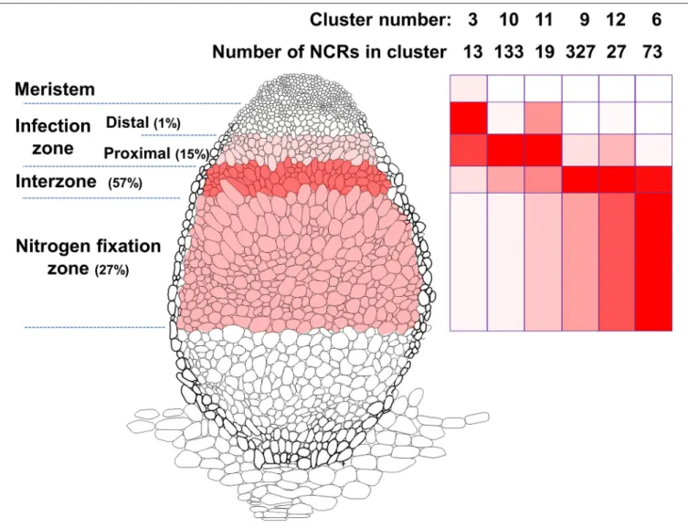 FIGURE 1 | Model of a M. truncatula nodule illustrating the patterns of expression of NCR genes