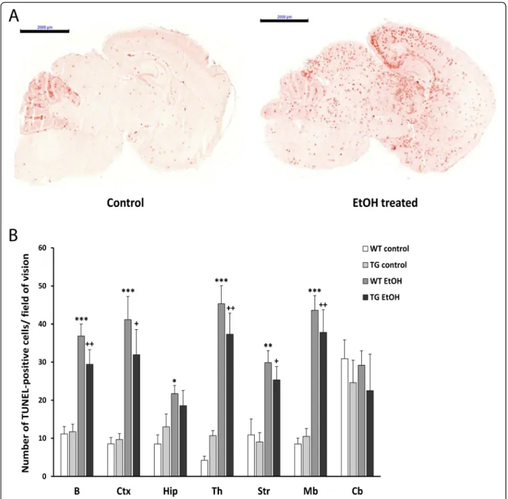 Fig. 5 Apoptotic cell death detection using TUNEL assay 24 h after EtOH treatment. a Programmed cell death was detected on sagittal brain sections of control and EtOH-treated hHSPB1-overexpressing and wild-type mice after 24 h of the respective treatment