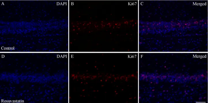 Figure 4. Quantitative Western blot analyses of the main cell types from control and RST-treated newborn rat brains