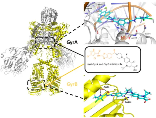 Figure 2. Docking binding modes of the representative hybrid 3a (cyan sticks) in the catalytic site of GyrA (S