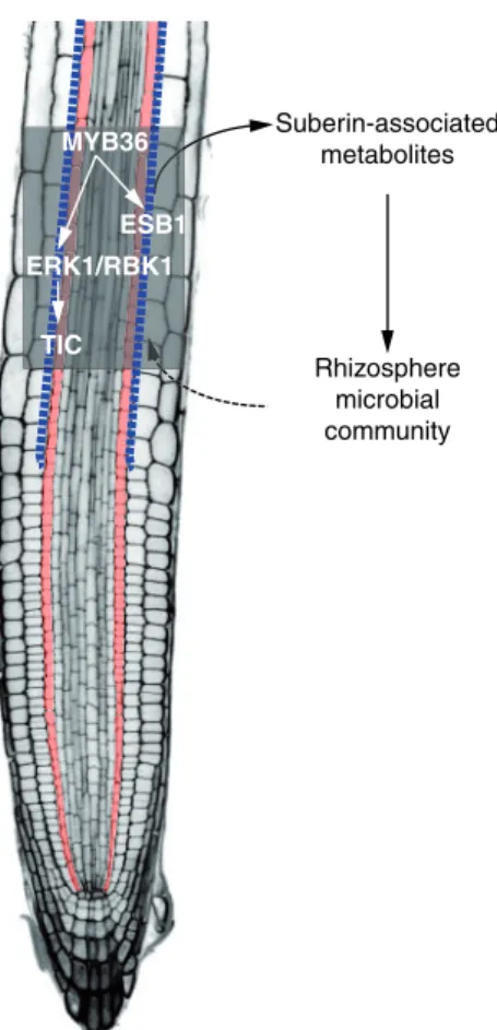 Fig. 5 Hypothetical model for the role of the endodermal suberin path- path-way in rhizosphere microbial composition