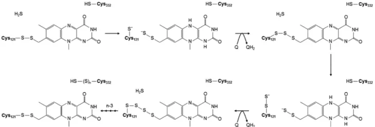 Fig. 8. A mechanistic model for catalysis of sulfide oxidation by the type VI sulfide:quinone oxidoreductase enzyme of T