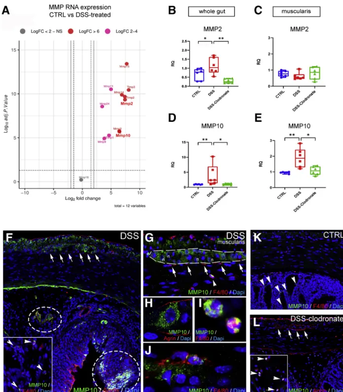 Figure 11. Secretion of MMP10 by MMs and enteric ganglia contributes to BMB disruption in DSS-induced colitis.