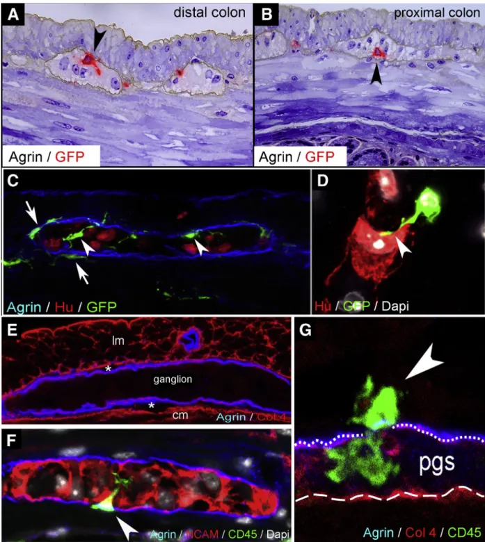 Figure 1. IGMs and their characterization in CX3CR1 GFP mouse colon. Double immunolabeling of semithin sections with agrin and GFP was performed on distal (A) and proximal (B) colon sections of adult CX3CR1 GFP mice