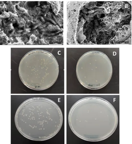 Fig. 9 SEM images of IMP 50 (A) and SOLVO 50 (B) membranes after filtration. Photographs of E