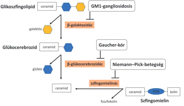 1. ábra A glikoszfingolipid-metabolizmus enzimdefektusai