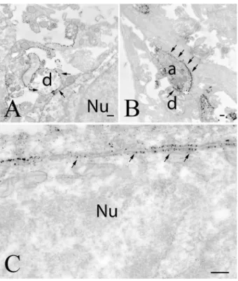 Fig. 12    GLP-1R-immunoreactivity in the NTS. In this nucleus,  GLP-1R-immunoreactivity was primarily observed in axons (a,  arrows) and dendrites (b, arrows)