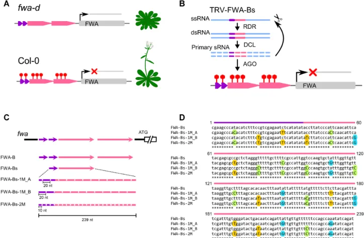Figure 6. TRV-based VIGS system used for transcriptional silencing of the FWA endogene