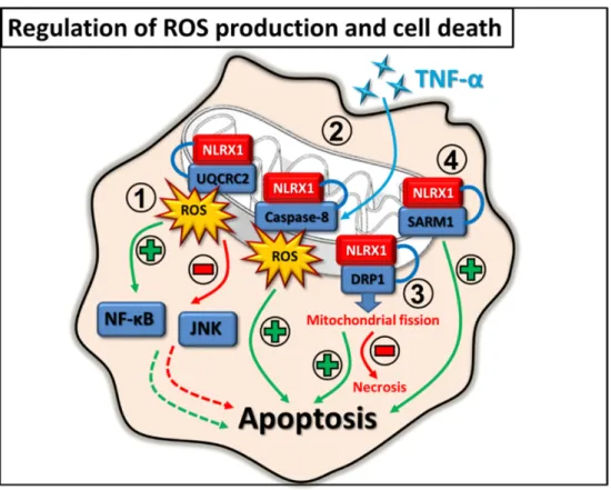 Figure 5. Regulation of ROS production and cell death by NLRX1. 1. NLRX1 interacts with UQCRC2 and can either induce or inhibit mtROS production in a cell type dependent manner