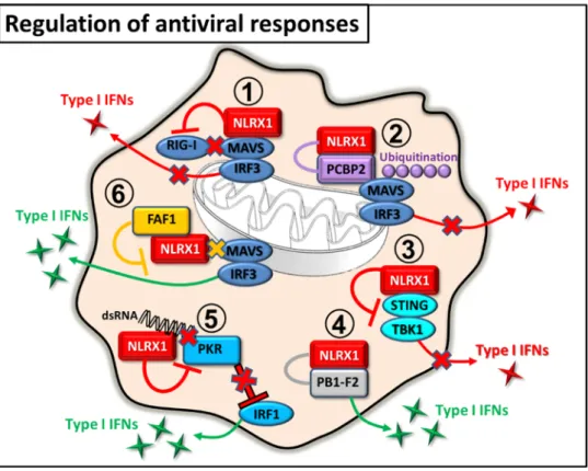 Figure 2. Regulation of antiviral responses by NLRX1. 1. NLRX1 inhibits RIG-I binding to MAVS, resulting in decreased type I IFN response
