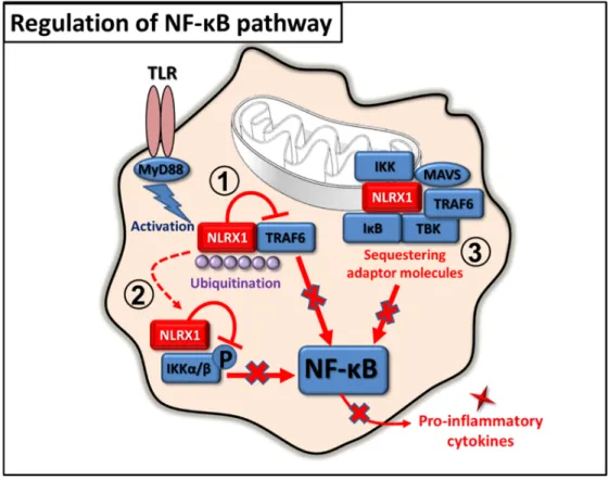 Figure 3. Regulation of NF-κB pathway by NLRX1. 1. In inactivated cells, NLRX1 interacts with TRAF6 and inhibits the NF-κB pathway