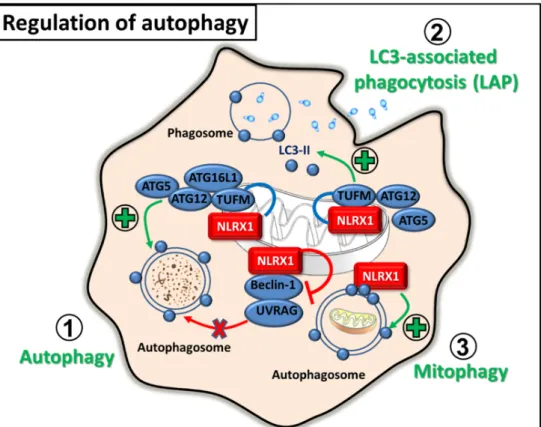 Figure 4. Regulation of autophagy by NLRX1. 1. In virus-infected or tumour cells, NLRX1 interacts with TUFM and promotes autophagy or, conversely, inhibits Beclin-1-UVRAG complex to reduce autophagosome formation upon bacterial infection