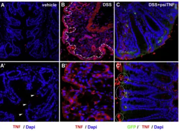 Figure 4. Epithelial expression of TNF in DSS- and psiTNF-treated mice (A and A 0 ) Mice treated with vehicle show minimal expression of TNF- a in the distal colon, limited to the apical surface of mucosal epithelial cells (A 0 , arrowheads).