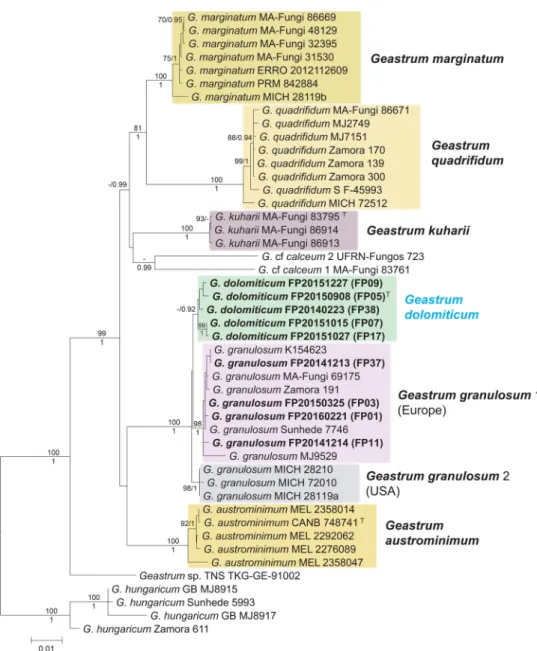 Fig. 1    Maximum Likelihood  (RAxML) tree of ITS, LSU,  rpb1 and atp6 sequences of  Geastrum dolomiticum and  other Geastrum specimens  rep-resenting subsect