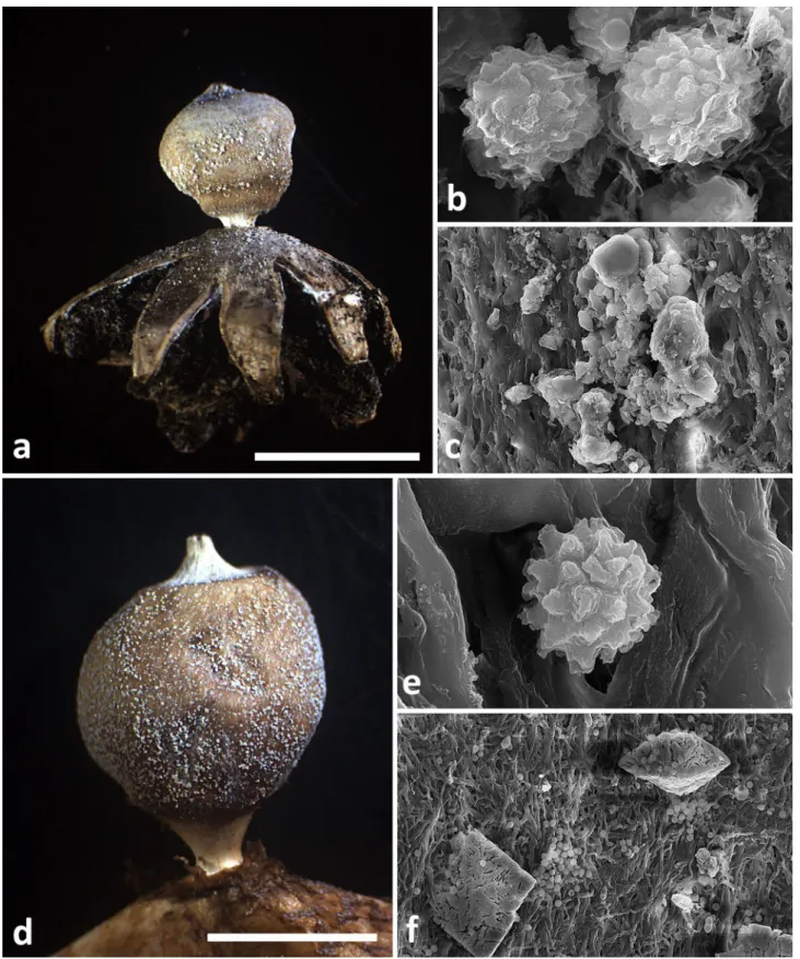 Fig. 5    Morphological characteristics of Geastrum dolomiticum  (a–c) and G.  granulosum (d–f)