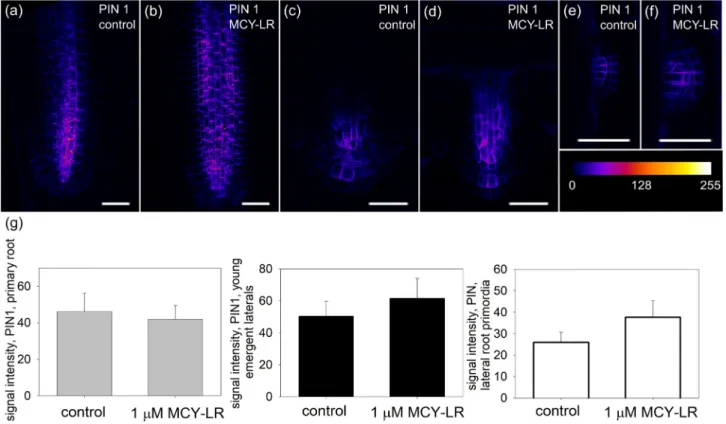 Fig. 1. The effects of MCY-LR on PIN1 content of primary and lateral roots. (a-f) Intensities of color-coded (heat-mapped) 2D maximum projections of CLSM images of PIN1:GFP signals from tips of non-gravistimulated roots show that 24 h treatment with 1 m M 