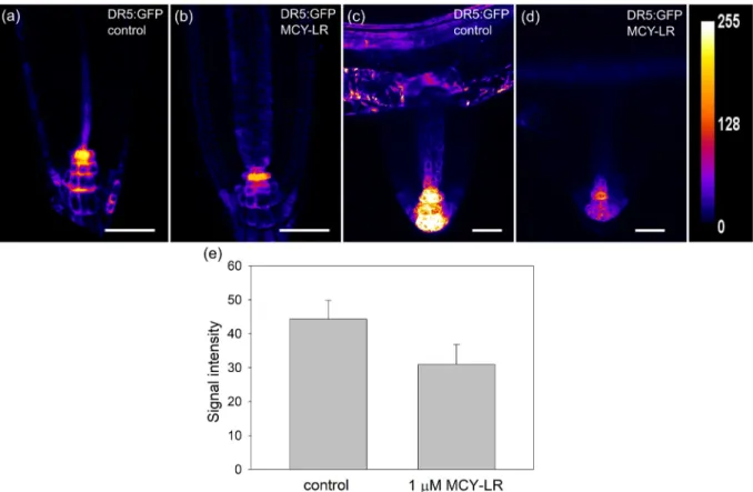 Fig. 4. (a-d) Heat-mapped 2D maximum projections of CLSM images of DR5rev:GFP signals from tips of non-gravistimulated primary and lateral roots show that 1 m M MCY-LR decreases auxin levels in Arabidopsis after 24 h of treatment