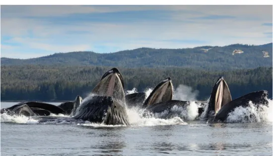 8. ábra. Csoportban úszó bálnák (Forrás: https://sdlexpeditions.com/expeditions/bubble-net- https://sdlexpeditions.com/expeditions/bubble-net-feeding-humpback-whales-sitka-alaska-2022/) 