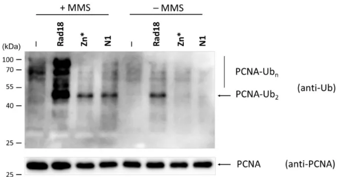 Figure 7 DNA damage induced PCNA polyubiquitylation is decreased in the rad18-N1 and rad18-Zn* strains