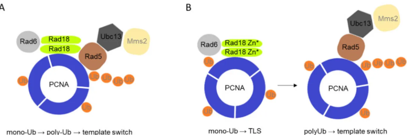 Figure 9 Suggested model of the effect of the Rad18-Rad5 interaction on PCNA ubiquitylation
