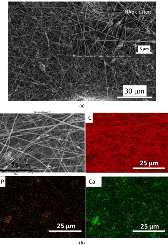 Figure 7. SEM images on cHAp-loaded cellulose acetate (a) as well as the corresponding elemental mapping (b).
